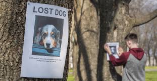 Image result for lost dog