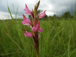 Image result for Disa welwitschii