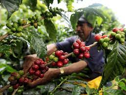 Check spelling or type a new query. To Teach English On A Coffee Farm In Colombia