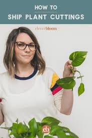 Although the plant should arrive fine with normal delivery times, avoid sending live plants. How To Ship Plant Cuttings Clever Bloom