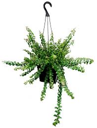 This twisted lipstick plant has densely curled 'rasta' leaves that gracefully cascade and will bloom bright red flowers once a year. Rasta Lipstick Hanging Basket Chelsea Garden Center