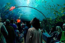A magnificent, state of the art teaching aquarium and the educational building can be found this facility. An Insider S Guide To The Georgia Aquarium Official Georgia Tourism Travel Website Explore Georgia Org