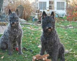The dutch shepherd comes in three varieties: Ruff Day Kennel S Rough Haired Dutch Shepherd Dutch Shepherd Puppy Dutch Shepherd Dog Shepherd
