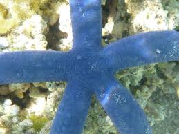 Image result for Lannea virgata