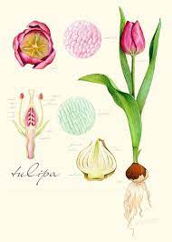 Tulip Anatomy Botanical Illustration Ot Kendyllhillegas Botanical Illustration Botanical Flowers Print Botanical Drawings
