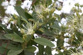 Image result for Maerua buxifolia