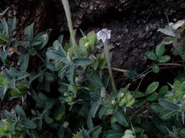 Image result for Barleria tanzaniana
