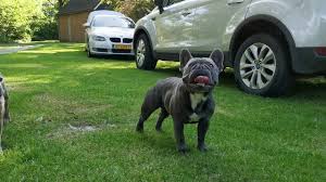 Lilac, blue/tan, black/tan, or lilac/tan. French Bulldog Show Quality Blue Frenchie Lilac French Bulldog Youtube