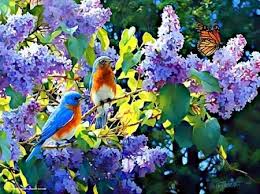 Beautiful Birds And Flowers Wallpaper Birds On The Flowers At Spring Desktop Nexus Wallpapers Beautiful Flowers Pictures Flower Pictures Spring Painting