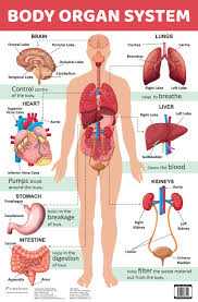 Chart Body Organ System No Author Om Kidz 9789352763191