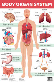 chart body organ system no author om kidz 9789352763191