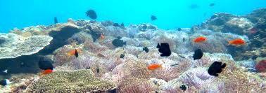 Image result for Pavetta gurueensis