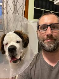 Gus just had a certain “male only”procedure … can the St. Bernard redit  peeps send him a little extra love : r/stbernards