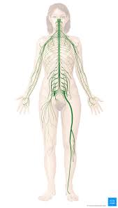 Nerves that carry information from sensory receptors to the central nervous system only are called afferent nerves. Nervous System Structure Function And Diagram Kenhub