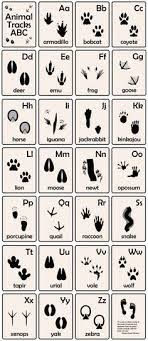 54 kostenlose bilder zum thema tierspuren. 54 Tierspuren Ideen Tierspuren Kinder Vorschule Winter