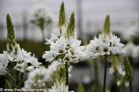Image result for Ornithogalum seineri
