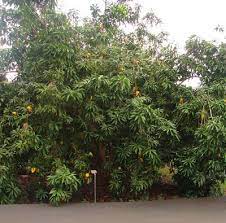 Canistel (pouteria campechiana), commonly known as eggfruit, is a tropical fruit tree. Canistel Facts And Health Benefits