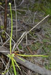 Image result for Isolepis prolifera