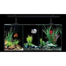 I unbox the betta trio fro aqua one. Aqua One Fish Mania Aquatics Finatical About Fish