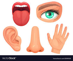 Cartoon Sensory Organs Senses Organs Eyes Vision Vector Image On Vectorstock Vision Eye Senses Preschool Poster Background Design
