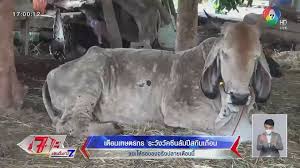 สยามรัฐออนไลน์ 8 พฤษภาคม 2564 07:15 น. Pjrpdwvw55qifm