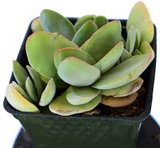 Image result for Crassula alsinoides