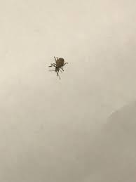 Check spelling or type a new query. Identifying Small Brown Bugs Thriftyfun