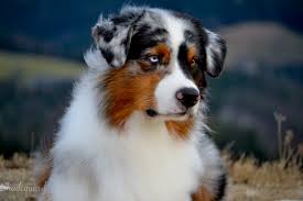 standard australian shepherd australian shepherds of austria