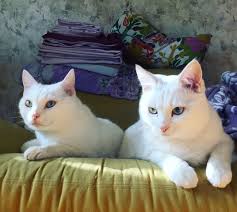 kak koshki nahodyat put domoj