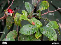 Image result for Ochna kirkii