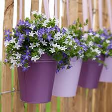 Give bellflower full sun in the north but partial shade in the south. Campanula Ambella Set Of 3 Bellflower Purple And White Height 25 30 Cm Pot Diameter 10 5 Cm Amazon De Garden