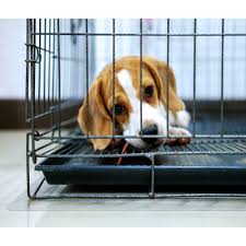Browse our variety of pet care products—shop great deals on quality products. P Tex Dog Crate Floor Protection Mat Clear Polycarbonate Size 35 X 47 Overstock 11118658