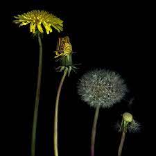 500px Photo The Life Cycle Of A Dandelion By Magda Indigo Flower Life Cycle Dandelion Dandelion Painting