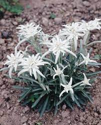 Leontopodium Edelweiss Alpinum 2 500 Seeds Edelweiss Flower Planting Flowers Wild Flower Meadow