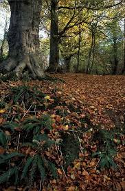 Pin By Rishikesh On Nature Beautiful Nature Nature Wonder