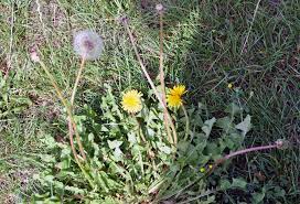 Die blüten vom kreuzkraut sind hingegen kleiner und nicht gefüllt. Lowenzahn Verwendung Wirkung Und Anbau