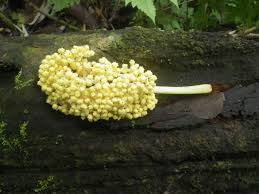 Image result for Musanga