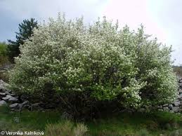 Image result for Amelanchier ovalis