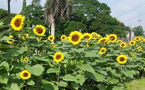How to grow sunflower plants. Up Diliman S Sunflowers To Bloom In June Despite Pandemic
