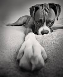 Black And White Boxer Puppies For Sale In California Do You Have A Boxer Let S Gear Up To Fight That Evil Breed In 29 Ways Boxer Dogs Cute Animals Baby Dogs