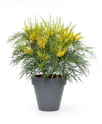 Plant of the year at chelsea 2013. Pin On The Great Outdoors