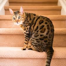 But even experienced cat owners may wonder how long can cats be left alone? especially since there are so many differences of opinion on this particular topic! How Long Can Your Cat Be Left Alone I And Love And You