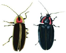Winter Fireflies | Winter 2023 Invertebrate Bestiary Invertebrate Bestiary