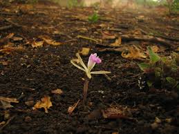 Image result for Nervilia crociformis