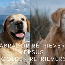 This doesn't come as a surprise considering their energetic personalities combined with their sweet and charming demeanors. 8 Differences Between Labrador Retrievers And Golden Retrievers Pethelpful