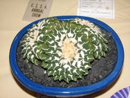 Image result for Kotschya carsonii