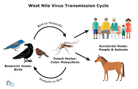 Most people with this type of west nile virus disease recover completely. West Nile Virus Marin Sonoma Mosquito And Vector Control District