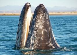 Baja california sur es un paraíso turístico, que se encuentra en la región noroeste del país, sus increíbles paisajes con el mar de cortés de fondo. Baja California Mexiko Reise Buenos Dias Mexiko