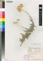 Image result for Helichrysum stenopterum