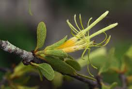 Image result for Erianthemum